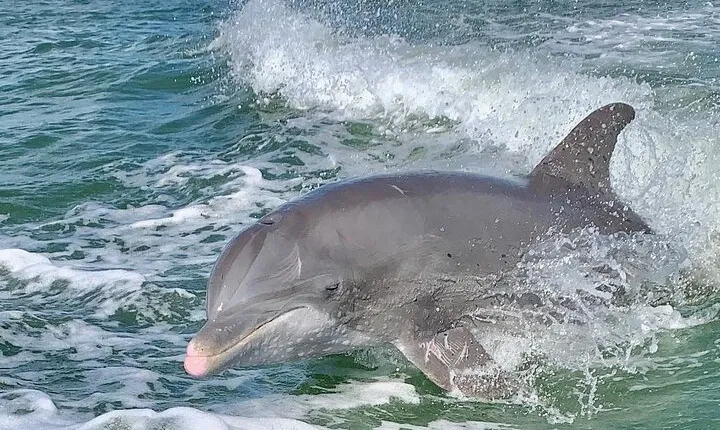 Dolphin Tours - Fort Myers Beach / Naples