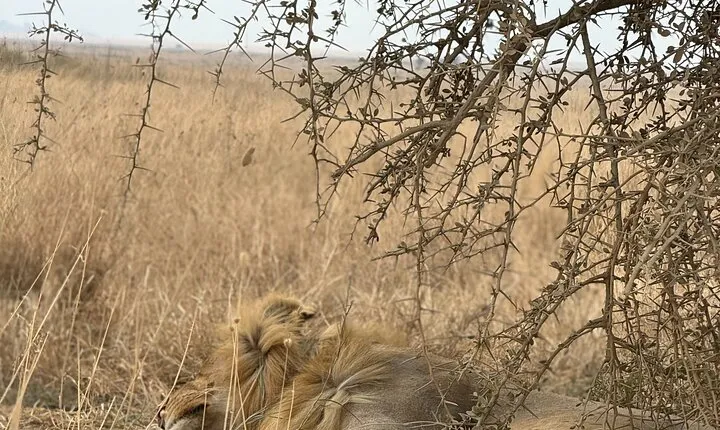 7 Days Tanzania Wild Life Safari Tour