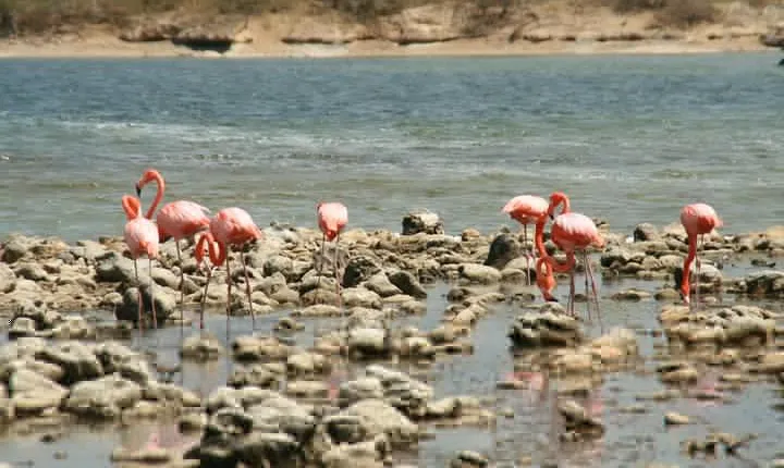 Flamingo & Mangrove Trip with Local Guide