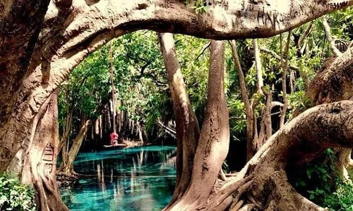 Kikuletwa Hot springs day trip