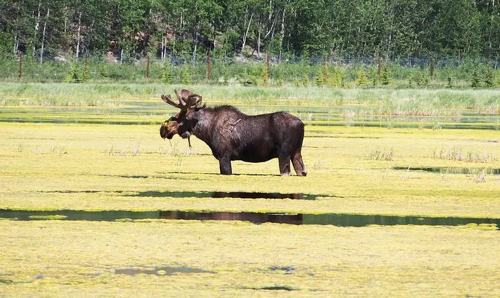 Arctic Day: Yukon Wildlife & Hot Springs Tour | half day