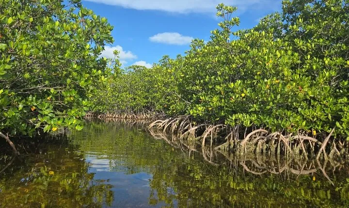 Florida Keys Kayak And Paddleboard Rentals