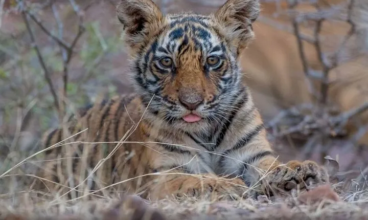 05 Days - Private Luxury Golden Triangle Tour with Ranthambore