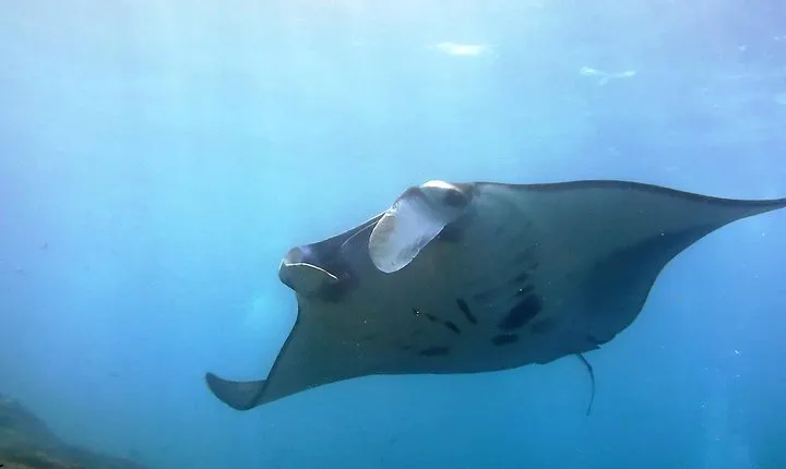 Bali Scuba Diving at Nusa Penida Manta Point For Certified Diver