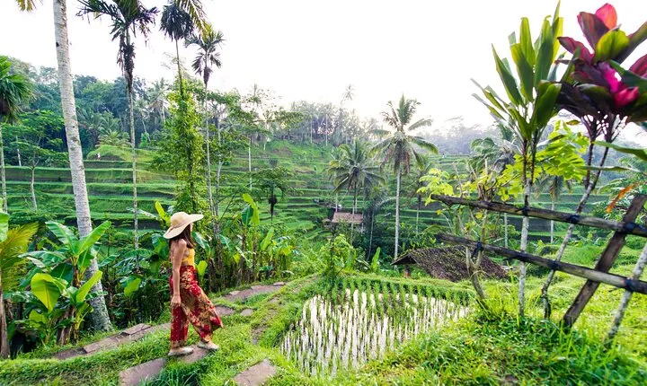 Ubud Iconic Full Day Tour Monkey Forest Rice Terraces Waterfalls