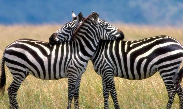 5 Days Tarangire, Serengeti , Ngorongoro and Manyara