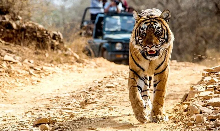 6 Days Golden Triangle with Ranthambore Tiger Safari