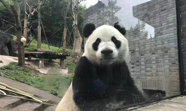 All Inclusive Customizable Chengdu Full Day Panda Tour