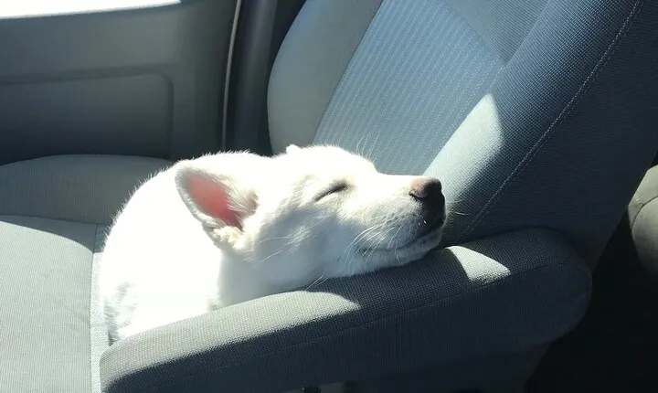 Full Day Private “Pet Friendly” Yellowstone Tour From Cody Wyo!