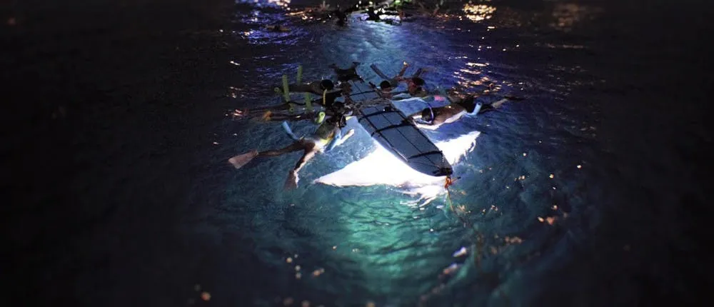 Late night manta ray snorkel experience