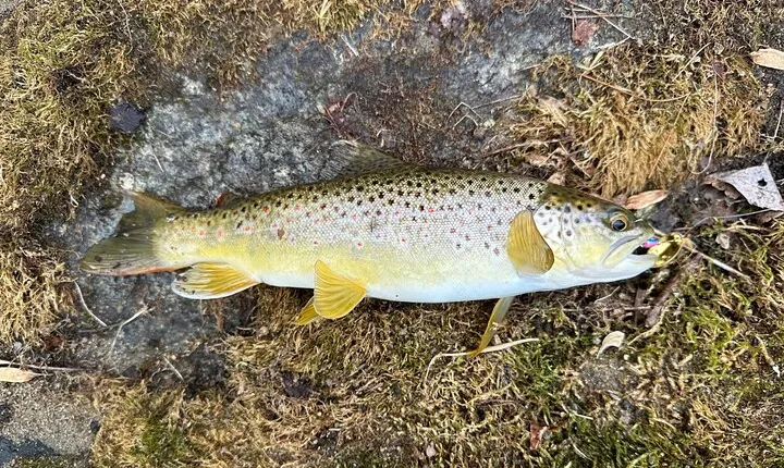 Private Trout Fishing Excursion in Virginia