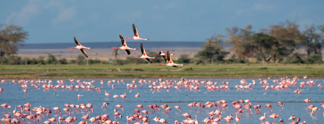 Private tour of the Camargue nature reserve