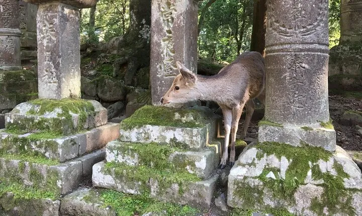 Private Half-Day City of Nara Guided Tour