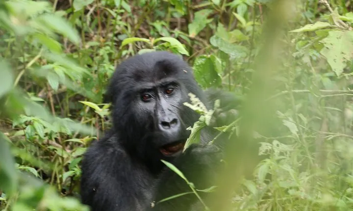 3 Days Private Gorilla Tracking in Bwindi Impenetrable Forest