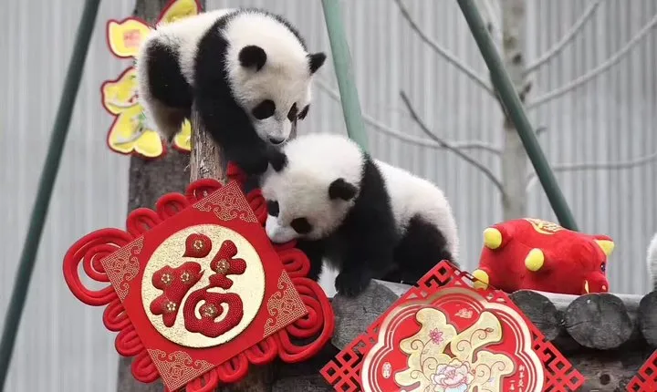 Dujiangyan Panda Base and Mount Qingcheng
