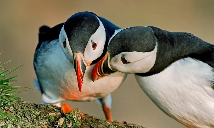 Puffin Cruise with Expert Tour Guide from Reykjavik