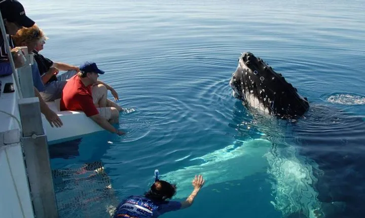 Mirissa Whale Watchin Tour From Hambantota