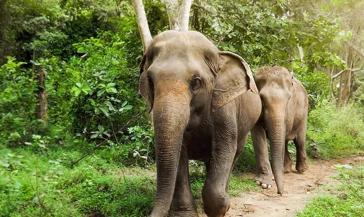 Private Tour to Kanchanaburi Death Railway and Elephant Haven