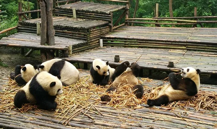 Chengdu Panda Base Tour and More As Your Wish