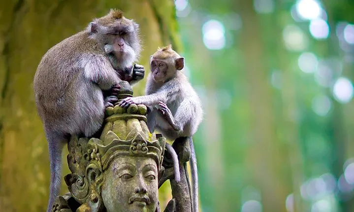 One Day Tour Bali - √Sangeh (Monkey Forest) √Bedugul √Sunset at Tanah Lot