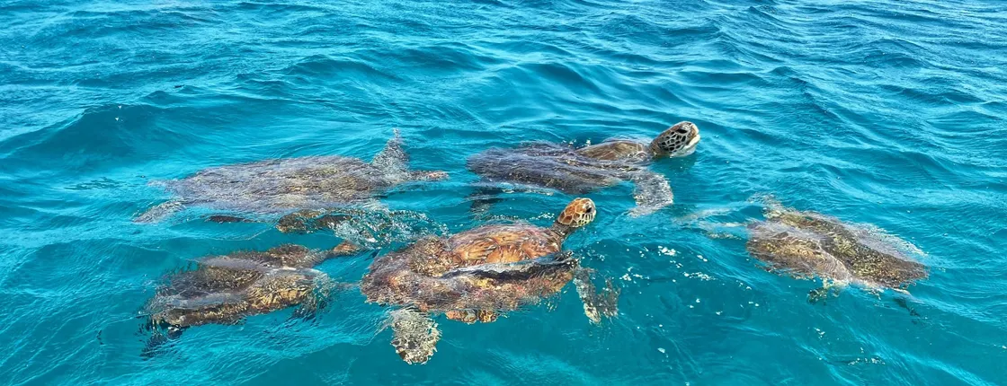 Full-day hiking and snorkeling with turtles tour in São Pedro