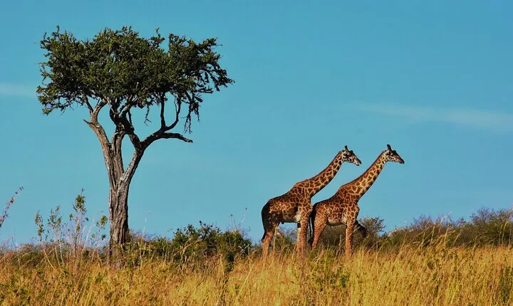 7-Day Magical Tanzania Safari -Premium High End Package