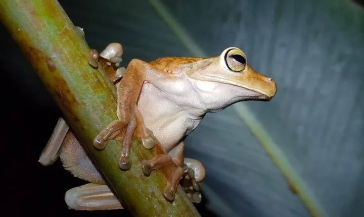 Manuel Antonio Night Jungle Tour