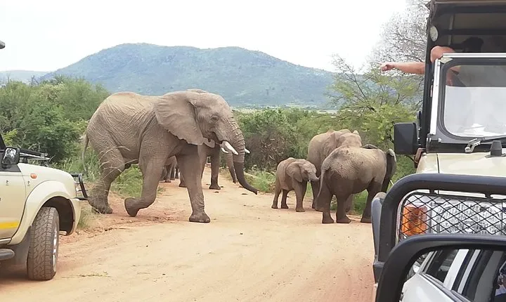 Pilanesberg Safari 3 Days 4 Star Private