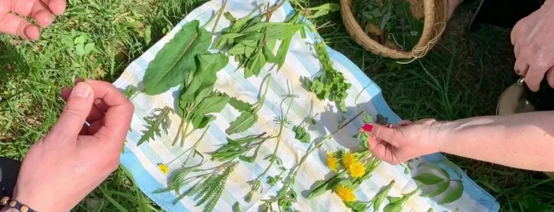 Wild plant foraging guided walk in Darmstadt