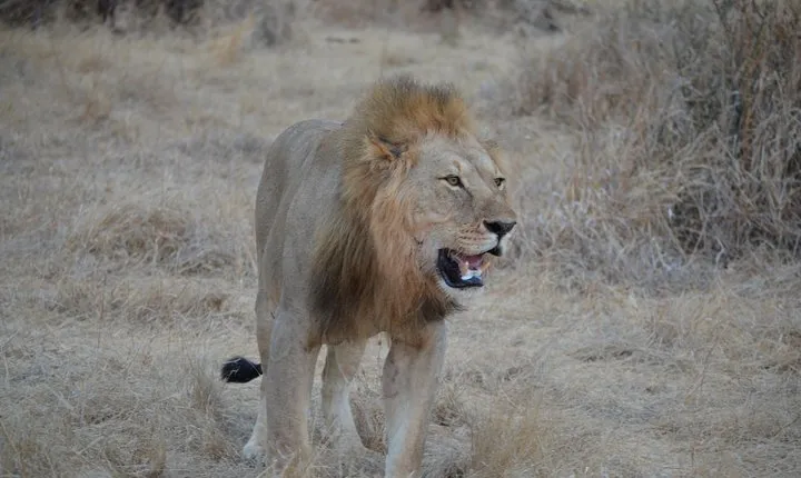 Three Days Ngorongoro crater, Lake Manyara and Taragire National Park (Joining)