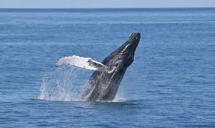Whale Dolphin and Bird Watching Ecotour Cruise