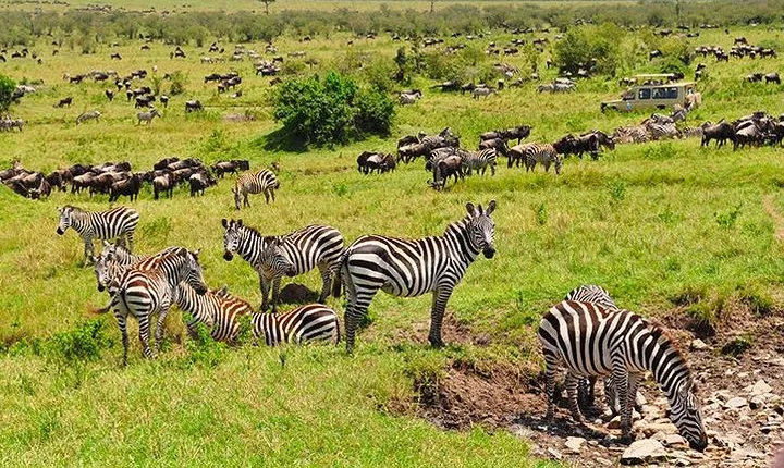  5 Day The Great Wildebeest Calving Safari 