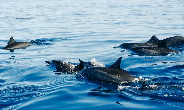 Private Full-Day: Dolphin & Monkey Jungle Adventure