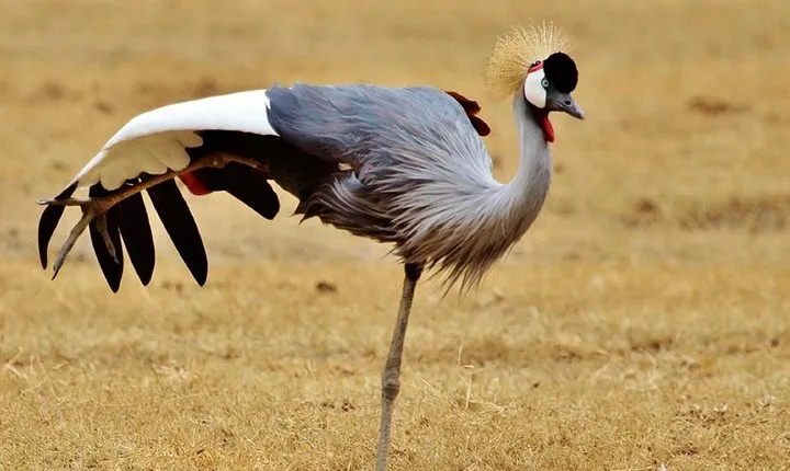 3 Days 2 Nights adventure in Ngorongoro and Lake Manyara (Comfort plus)