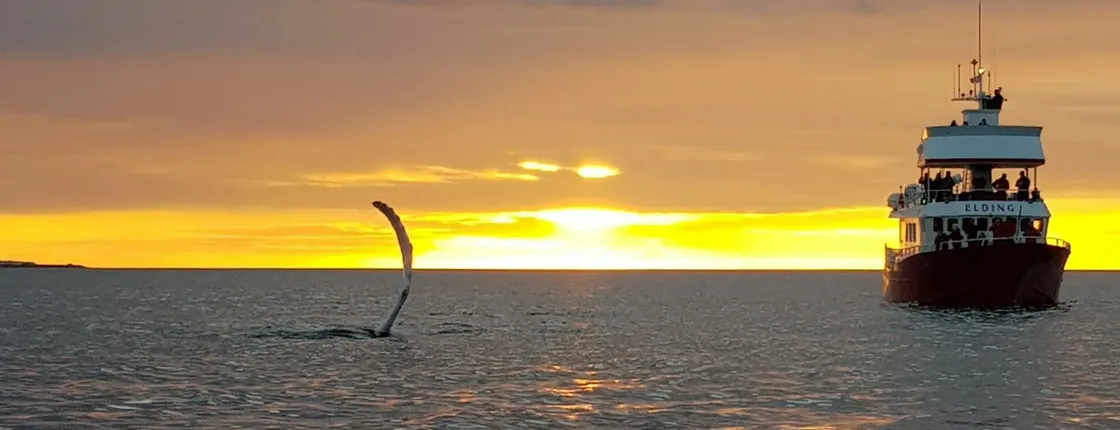 Whale watching under the midnight sun in Reykjavík