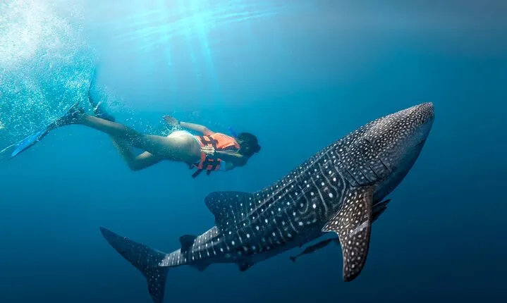Cancun Whale Shark Experience with Snorkel & Transportation