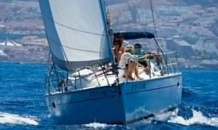 Tenerife 3-Hour Discover Whales and Dolphins