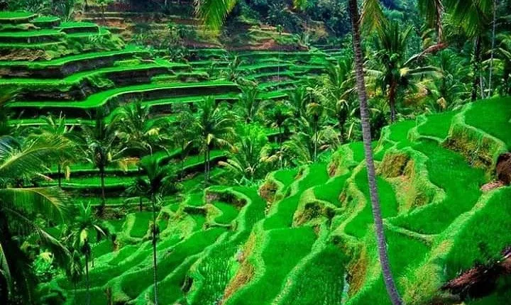 Bali Day Tour- Ubud and Kintamani Volcano View (All Inclusive)