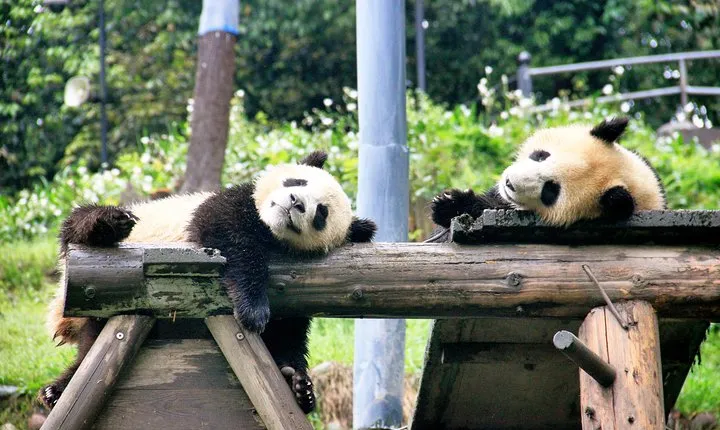 One Day Trip to Panda Base and Dujiangyan Irrigation Project