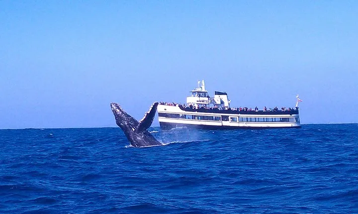 San Diego Whale Watching Cruise