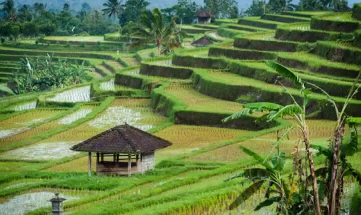 Jatiluwih Rice Terrace and Temple Tour