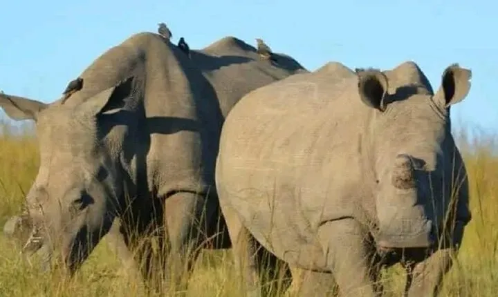 Ol Pejeta Conservancy Tour from Nairobi
