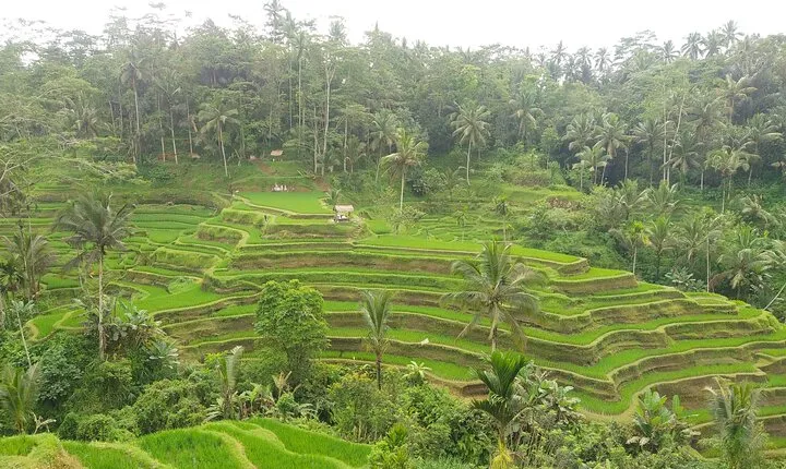 Ubud Culture and Nature Bali Tour