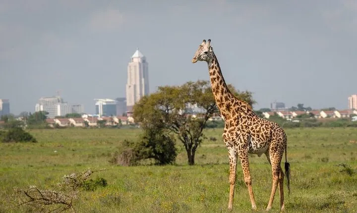 Day Trip to Nairobi National Park