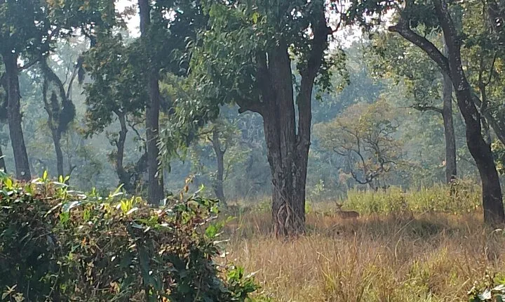 2 Night 3 Days Chitwan Jungle Safari Tour from Kathmandu