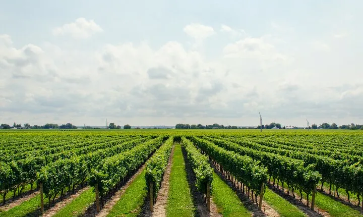 Private Full Day Tour to Vineyard (Rhine Valley) from Frankfurt