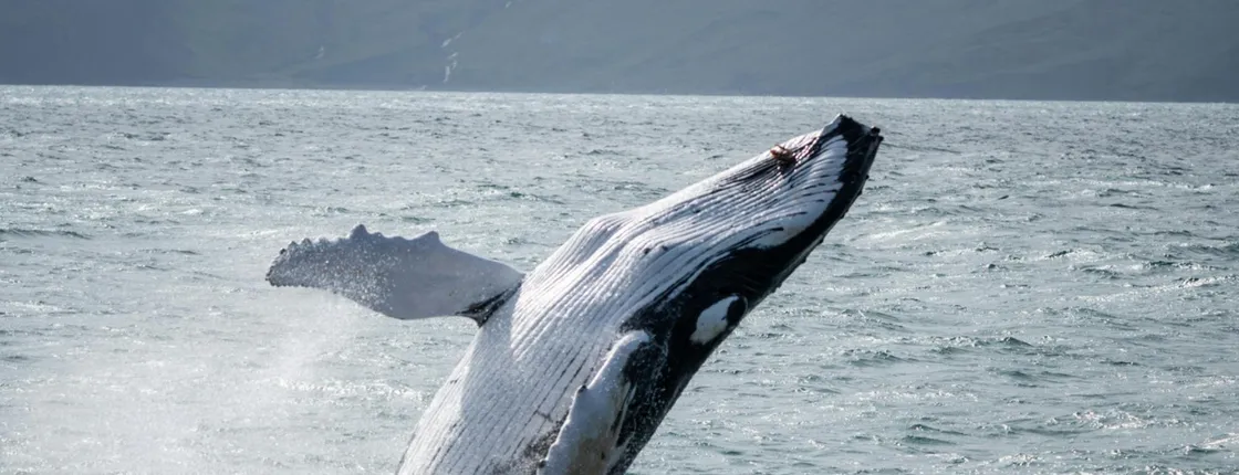 Húsavík whale watching tour in Skjálfandi Bay