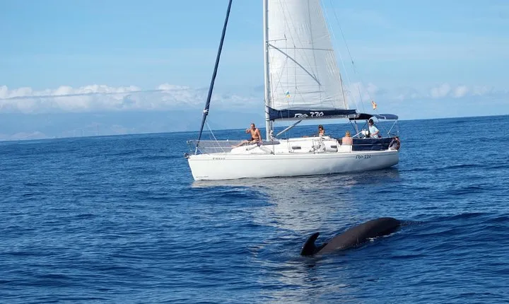 Whale and Dolphin Watching Sailing Boat with Drinks, Snacks and Swimming Time