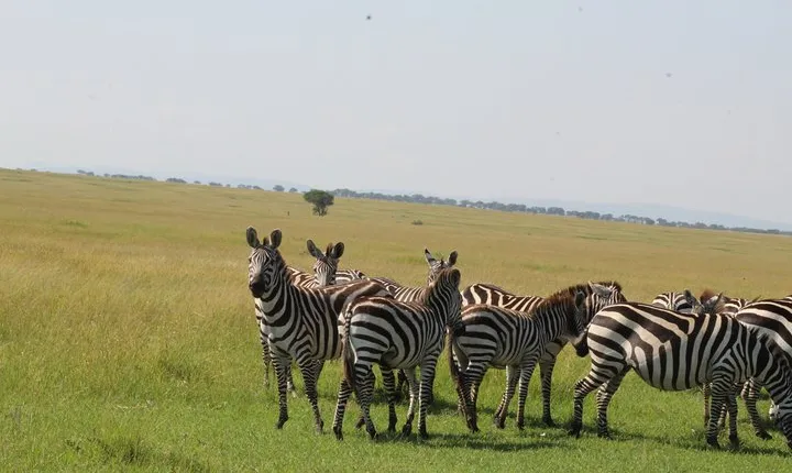 2-Day Tour in Tarangire and Ngorongoro