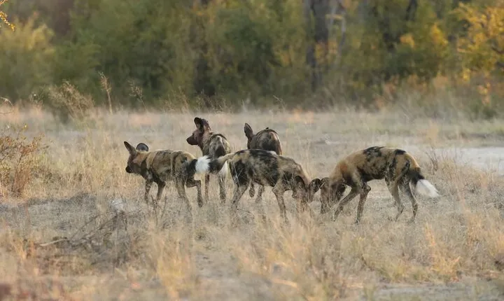 4-Day Discover Victoria Falls, Chobe and Hwange Park